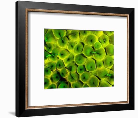 Natural Occurring Fluorescence in Corals at Night, Hol Chan Marine Preserve, Barrier Reef, Belize-Stuart Westmoreland-Framed Photographic Print