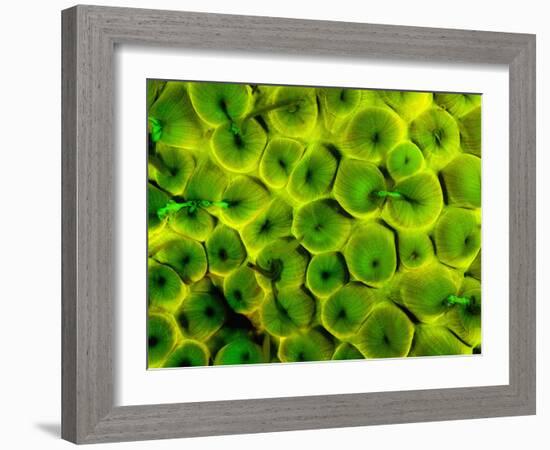 Natural Occurring Fluorescence in Corals at Night, Hol Chan Marine Preserve, Barrier Reef, Belize-Stuart Westmoreland-Framed Photographic Print