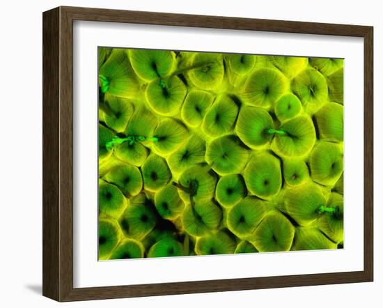 Natural Occurring Fluorescence in Corals at Night, Hol Chan Marine Preserve, Barrier Reef, Belize-Stuart Westmoreland-Framed Photographic Print