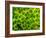 Natural Occurring Fluorescence in Corals at Night, Hol Chan Marine Preserve, Barrier Reef, Belize-Stuart Westmoreland-Framed Photographic Print