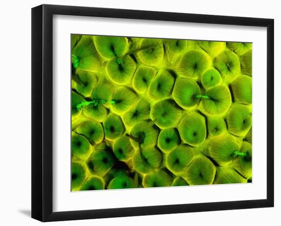 Natural Occurring Fluorescence in Corals at Night, Hol Chan Marine Preserve, Barrier Reef, Belize-Stuart Westmoreland-Framed Photographic Print