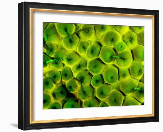 Natural Occurring Fluorescence in Corals at Night, Hol Chan Marine Preserve, Barrier Reef, Belize-Stuart Westmoreland-Framed Photographic Print