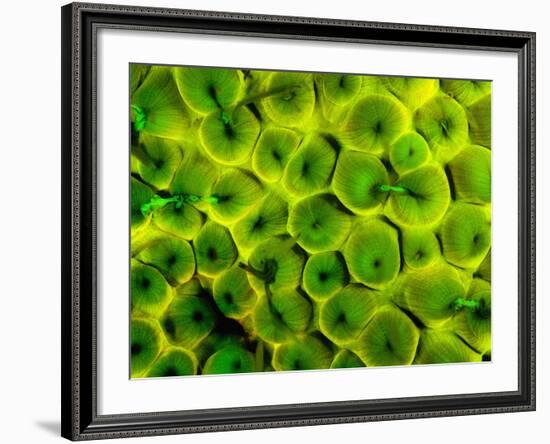 Natural Occurring Fluorescence in Corals at Night, Hol Chan Marine Preserve, Barrier Reef, Belize-Stuart Westmoreland-Framed Photographic Print