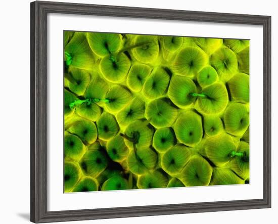 Natural Occurring Fluorescence in Corals at Night, Hol Chan Marine Preserve, Barrier Reef, Belize-Stuart Westmoreland-Framed Photographic Print