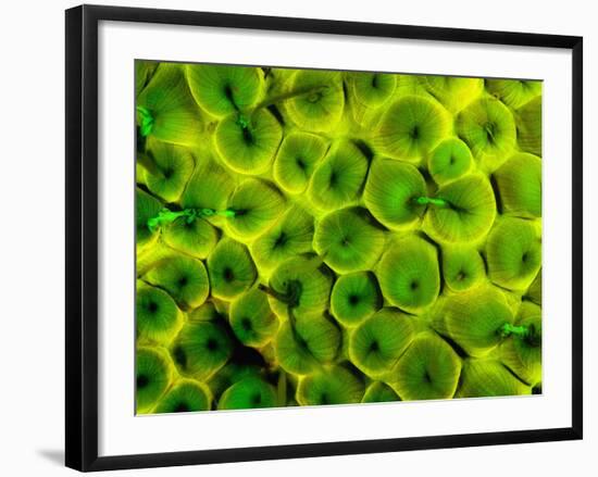 Natural Occurring Fluorescence in Corals at Night, Hol Chan Marine Preserve, Barrier Reef, Belize-Stuart Westmoreland-Framed Photographic Print