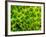 Natural Occurring Fluorescence in Corals at Night, Hol Chan Marine Preserve, Barrier Reef, Belize-Stuart Westmoreland-Framed Photographic Print