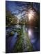 Photographic Print