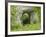 Natural Rock Arch Leading to Reynards Cave, Dovedale, Peak District Np, Derbyshire, UK-Gary Smith-Framed Photographic Print