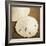 Natural Sand Dollars-Marlana Semenza-Framed Art Print