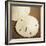 Natural Sand Dollars-Marlana Semenza-Framed Art Print