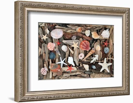 Natural Seashells and Driftwood from the Seashore-marilyna-Framed Photographic Print