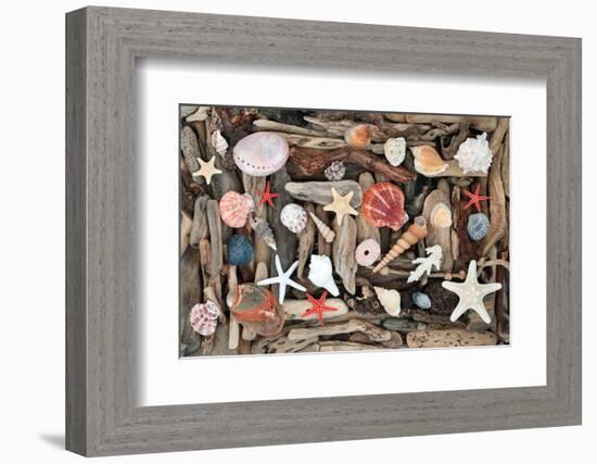 Natural Seashells and Driftwood from the Seashore-marilyna-Framed Photographic Print