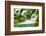 Natural Spring Waterfall Surrounded by Moss and Lush Foliage.-Liang Zhang-Framed Photographic Print