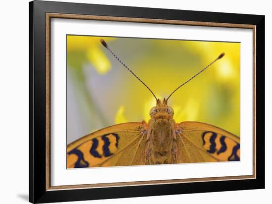 Natural Symmetry-Staffan Widstrand-Framed Giclee Print