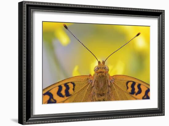 Natural Symmetry-Staffan Widstrand-Framed Giclee Print