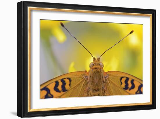 Natural Symmetry-Staffan Widstrand-Framed Giclee Print