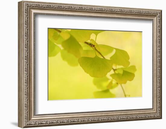 Natural Zen Spirit-Philippe Sainte-Laudy-Framed Photographic Print