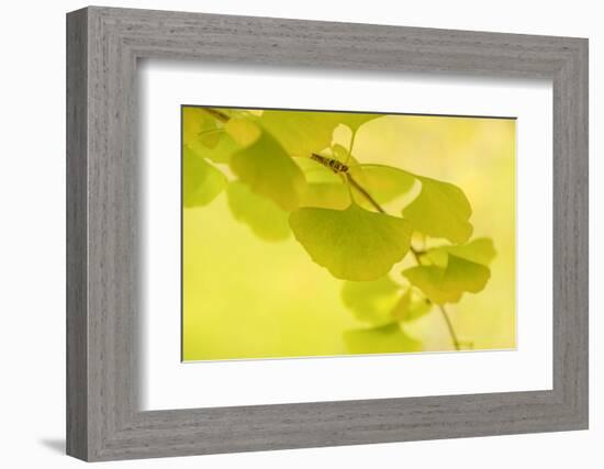 Natural Zen Spirit-Philippe Sainte-Laudy-Framed Photographic Print