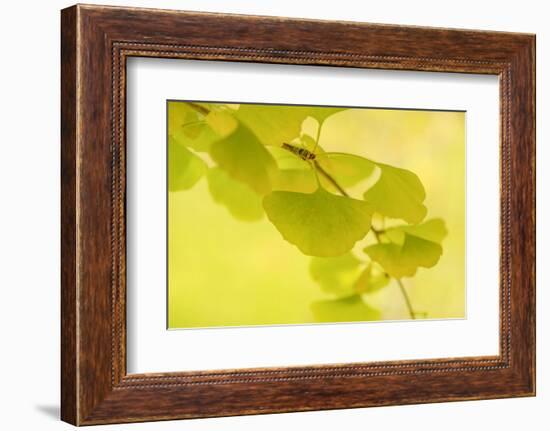 Natural Zen Spirit-Philippe Sainte-Laudy-Framed Photographic Print