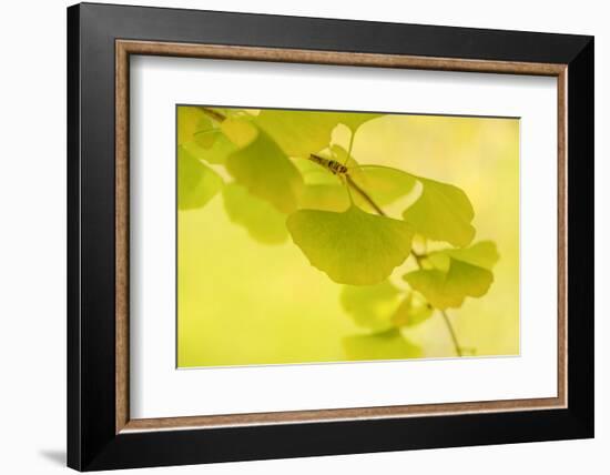 Natural Zen Spirit-Philippe Sainte-Laudy-Framed Photographic Print