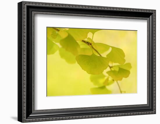 Natural Zen Spirit-Philippe Sainte-Laudy-Framed Photographic Print