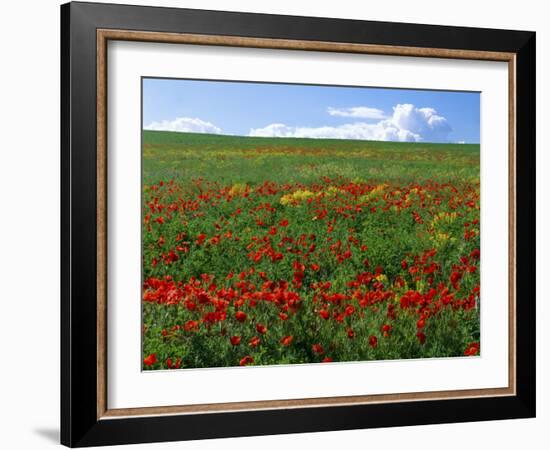 Naturalized Corn Poppies, Cache Valley, Utah, USA-Scott T. Smith-Framed Photographic Print