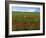 Naturalized Corn Poppies, Cache Valley, Utah, USA-Scott T. Smith-Framed Photographic Print