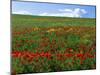 Naturalized Corn Poppies, Cache Valley, Utah, USA-Scott T. Smith-Mounted Photographic Print