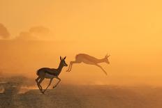 Springbok and Golden Sunset Background - Wildlife from the Free and Wild in Africa-Naturally Africa-Premier Image Canvas