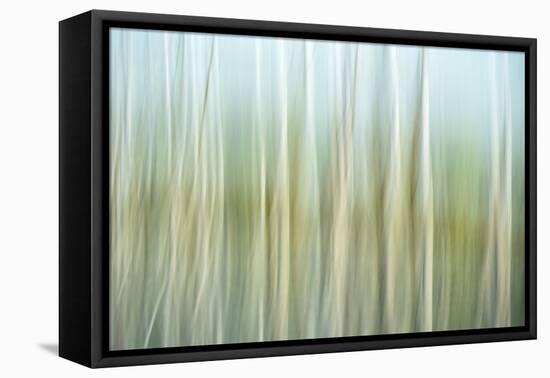 Nature Abstract, Celery Bog Wetlands, West Lafayette, Indiana-Rona Schwarz-Framed Premier Image Canvas