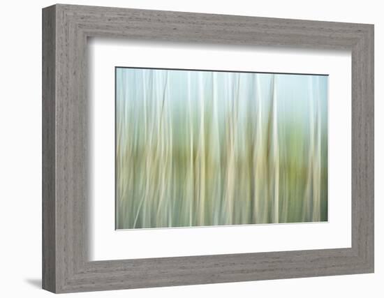 Nature Abstract, Celery Bog Wetlands, West Lafayette, Indiana-Rona Schwarz-Framed Photographic Print