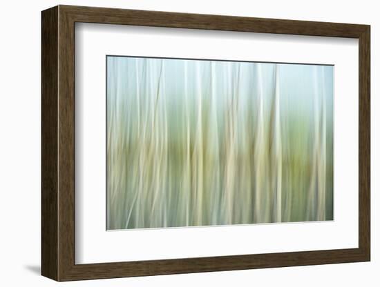 Nature Abstract, Celery Bog Wetlands, West Lafayette, Indiana-Rona Schwarz-Framed Photographic Print