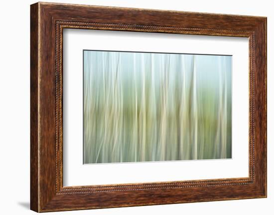 Nature Abstract, Celery Bog Wetlands, West Lafayette, Indiana-Rona Schwarz-Framed Photographic Print