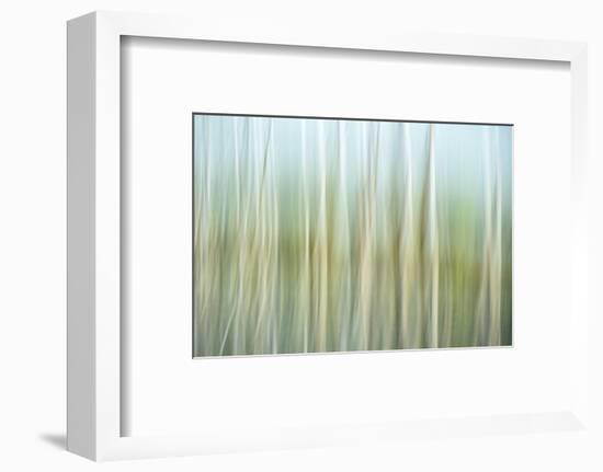 Nature Abstract, Celery Bog Wetlands, West Lafayette, Indiana-Rona Schwarz-Framed Photographic Print