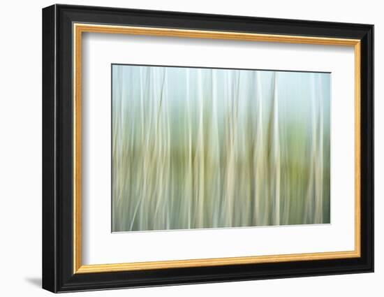 Nature Abstract, Celery Bog Wetlands, West Lafayette, Indiana-Rona Schwarz-Framed Photographic Print