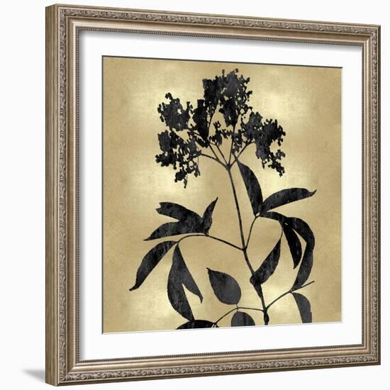 Nature Black on Gold V-Danielle Carson-Framed Art Print