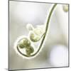 Nature Close Up-Myan Soffia-Mounted Photographic Print