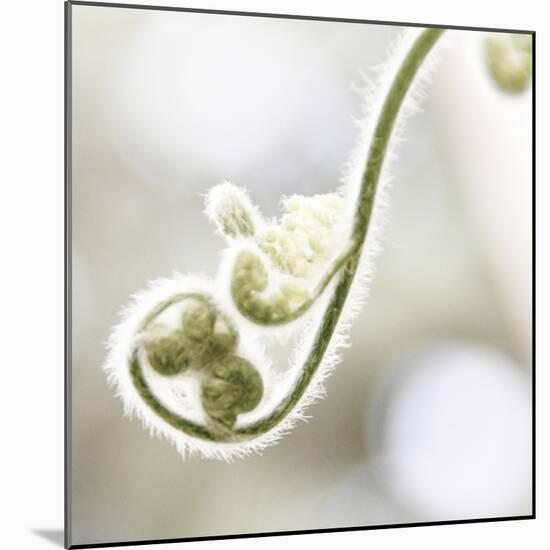 Nature Close Up-Myan Soffia-Mounted Photographic Print