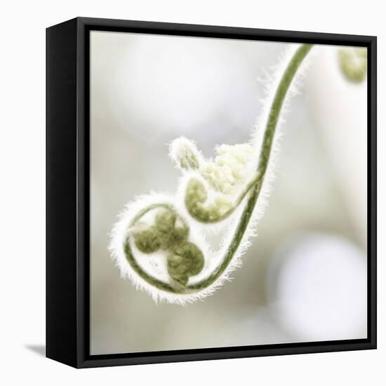 Nature Close Up-Myan Soffia-Framed Premier Image Canvas