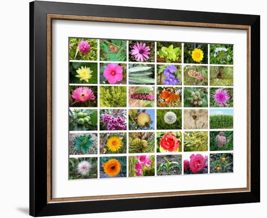 Nature Collage-miff32-Framed Art Print