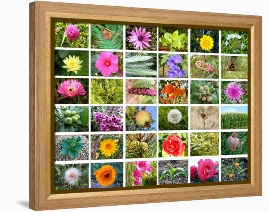 Nature Collage-miff32-Framed Stretched Canvas