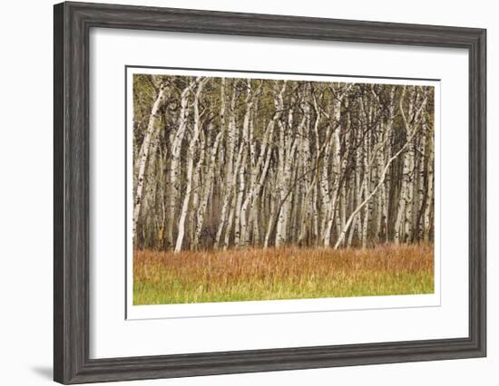 Nature Conservancy Aspen Grove II-Donald Paulson-Framed Giclee Print