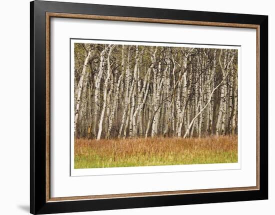 Nature Conservancy Aspen Grove II-Donald Paulson-Framed Giclee Print