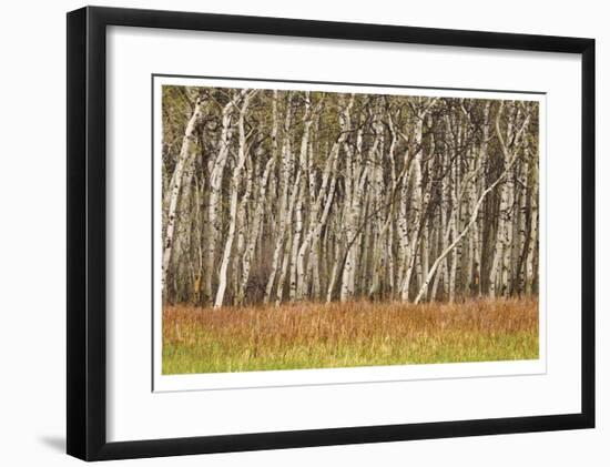 Nature Conservancy Aspen Grove II-Donald Paulson-Framed Giclee Print