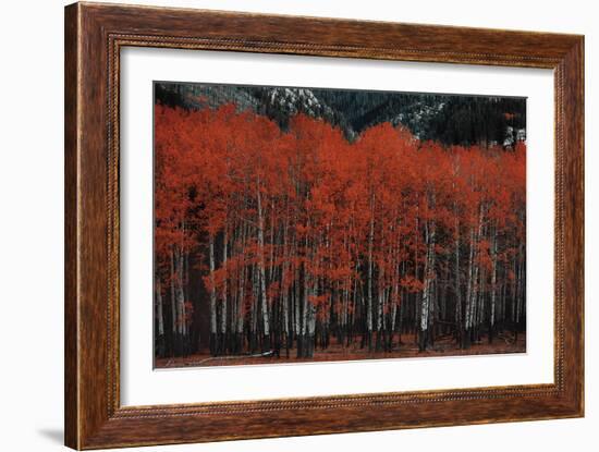 Nature Contrast-Irene Suchocki-Framed Giclee Print