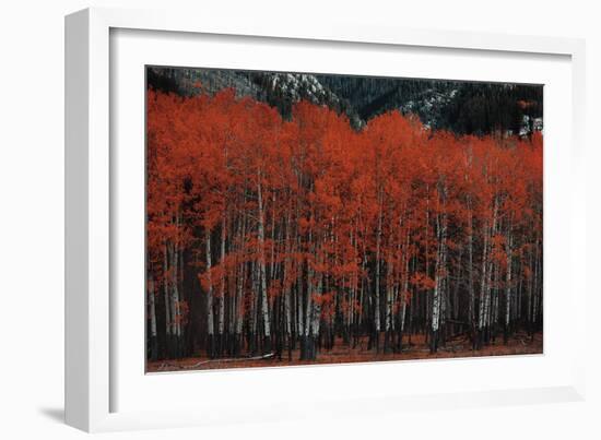 Nature Contrast-Irene Suchocki-Framed Giclee Print