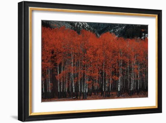 Nature Contrast-Irene Suchocki-Framed Giclee Print