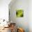 Nature Fan, Green Leaves Color-Belen Mena-Mounted Giclee Print displayed on a wall