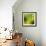 Nature Fan, Green Leaves Color-Belen Mena-Framed Giclee Print displayed on a wall