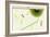 Nature Fan, Green Leaves-Belen Mena-Framed Giclee Print